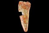 Bargain, Fossil Phytosaur Tooth - New Mexico #133291-1